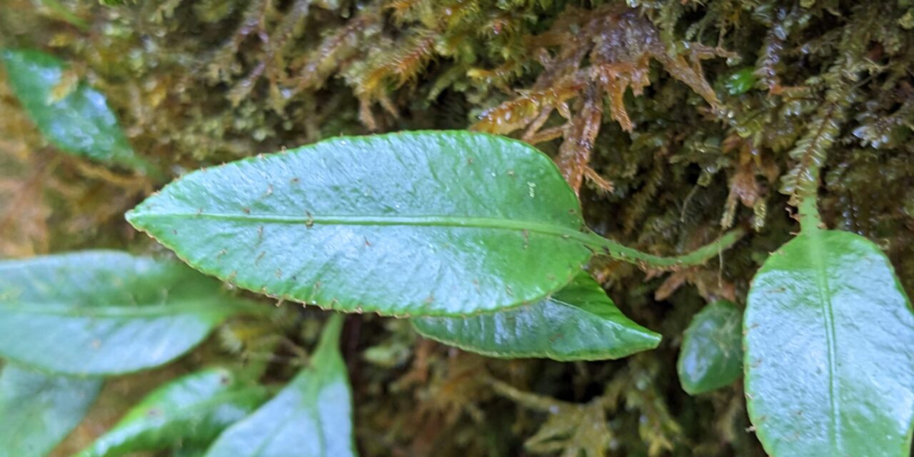 Elaphoglossum squamipes