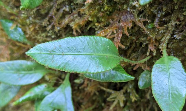 Elaphoglossum squamipes