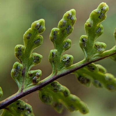 Gaga sp – Pteridaceae – San Gerardo de Dota – Sendero Catarata (7) (Gaga harrisii)