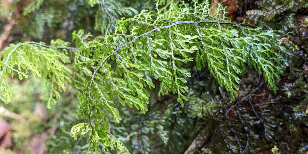 Hymenophyllum myriophyllum