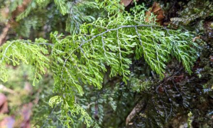 Hymenophyllum myriophyllum