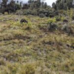 Isoetes storkii – Isoetaceae – Ruta 2 kilometer 70 (10) (Isoetes storkii)
