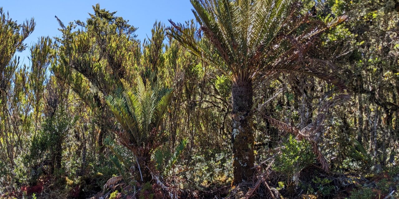 Lomariocycas aurata