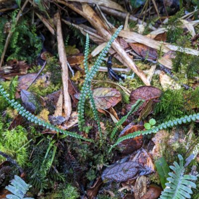 Melpomene moniliformis – Polypodiaceae – La Georgina (1) (Melpomene moniliformis)