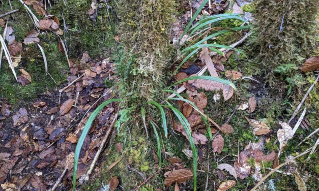 Campyloneurum angustifolium