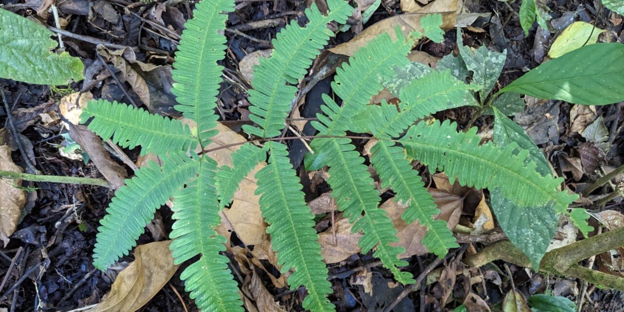 Pteris quadriaurita