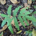 Pteris quadriaurita