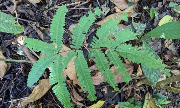 Pteris quadriaurita