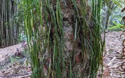 Radiovittaria stipitata