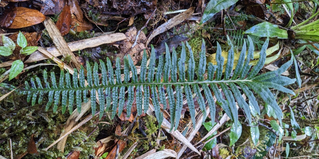 Serpocaulon eleutherophlebium