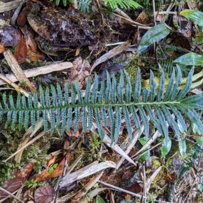 Serpocaulon sp – Polypodiaceae – La Georgina (2) (Serpocaulon eleutherophlebium)