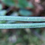 Vittaria graminifolia – Paraiso Quetzal Lodge (9) (Vittaria graminifolia)