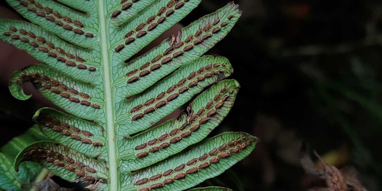 Woodwardia radicans