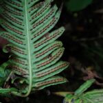 Woodwardia radicans