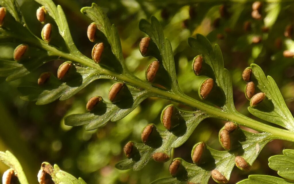 Culcita macrocarpa