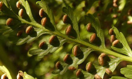 Culcita macrocarpa