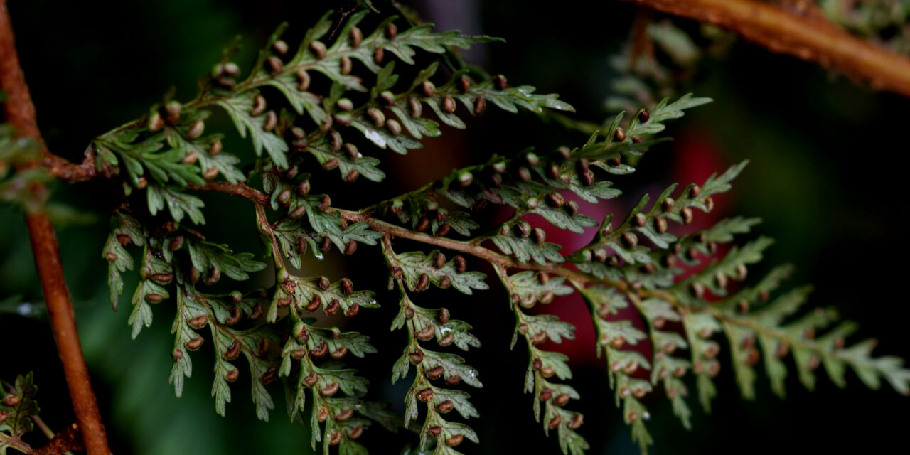 Hymenophyllum fucoides