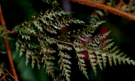 Hymenophyllum fucoides