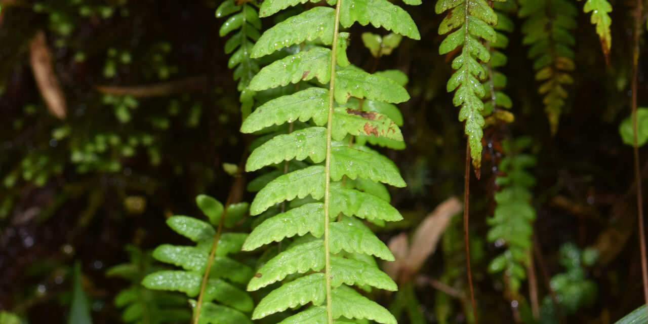 Amauropelta cornuta