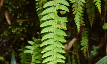 Amauropelta cornuta