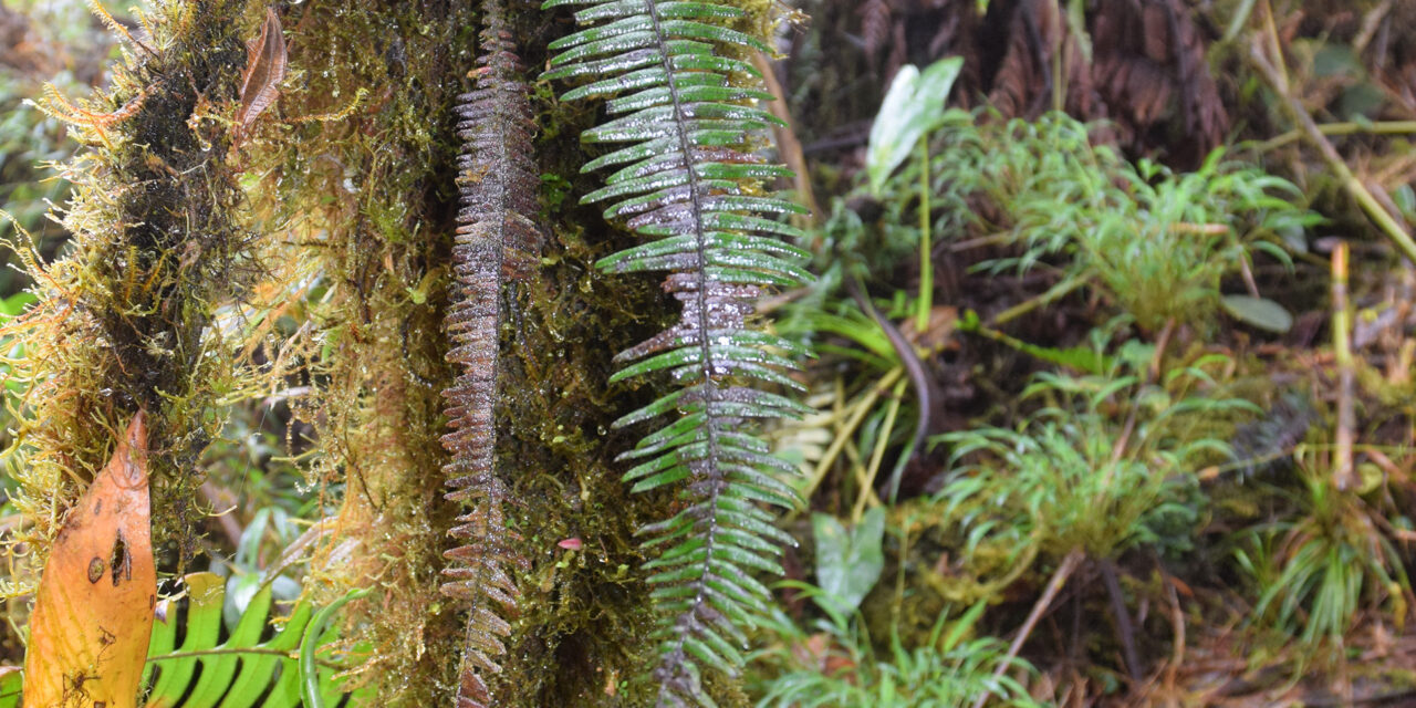 Mycopteris semihirsuta