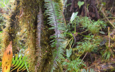 Mycopteris semihirsuta