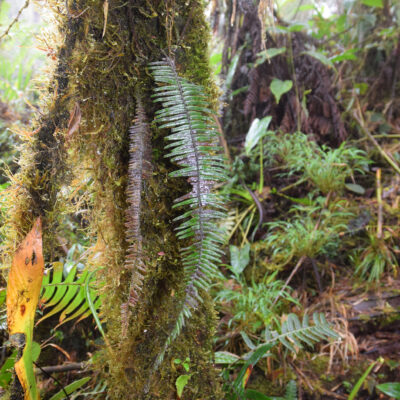 DSC_0027 (Mycopteris semihirsuta)