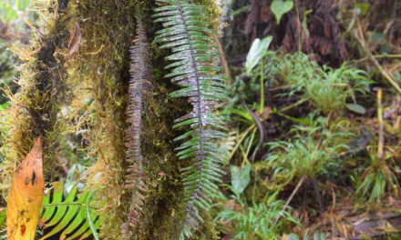 Mycopteris semihirsuta