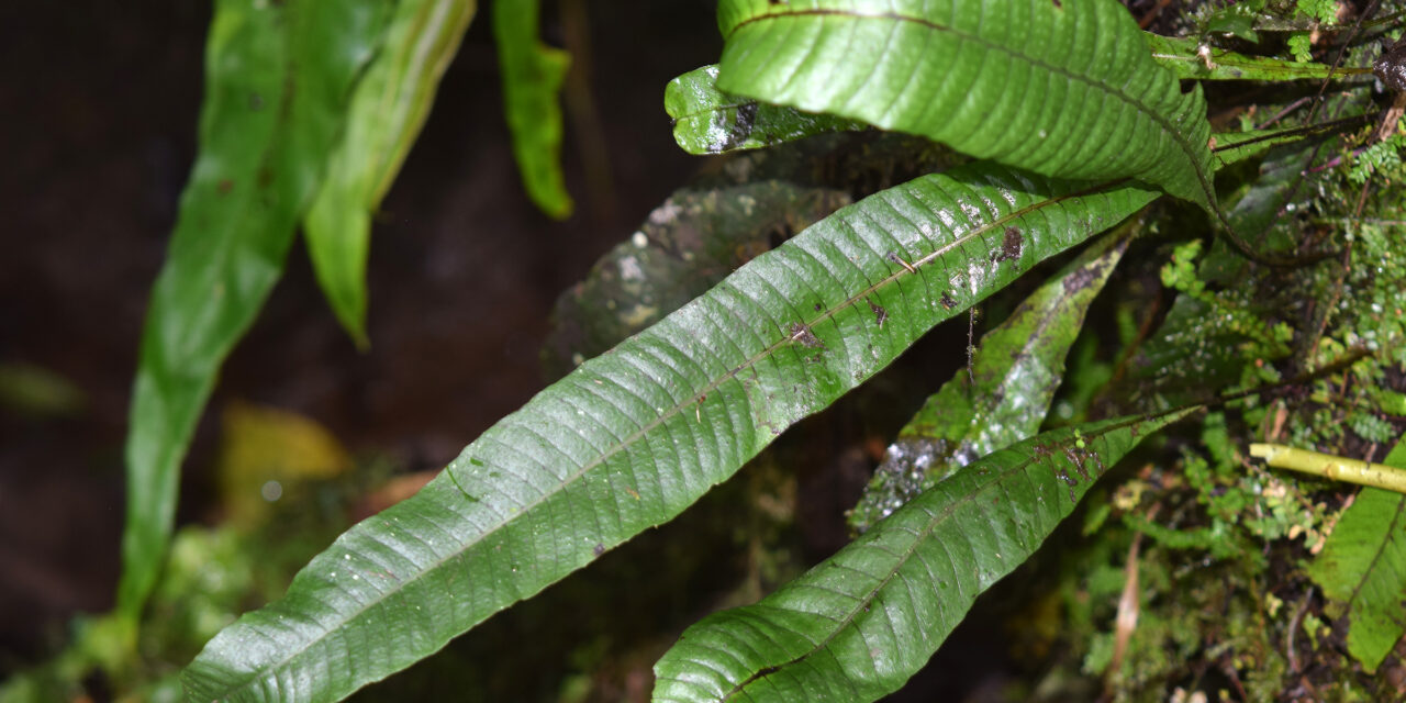 Campyloneurum ophiocaulon