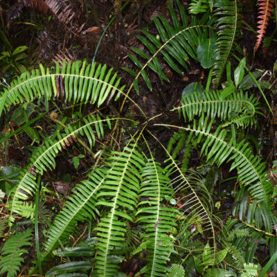 DSC_0070 (1) (Lomaridium ensiforme)