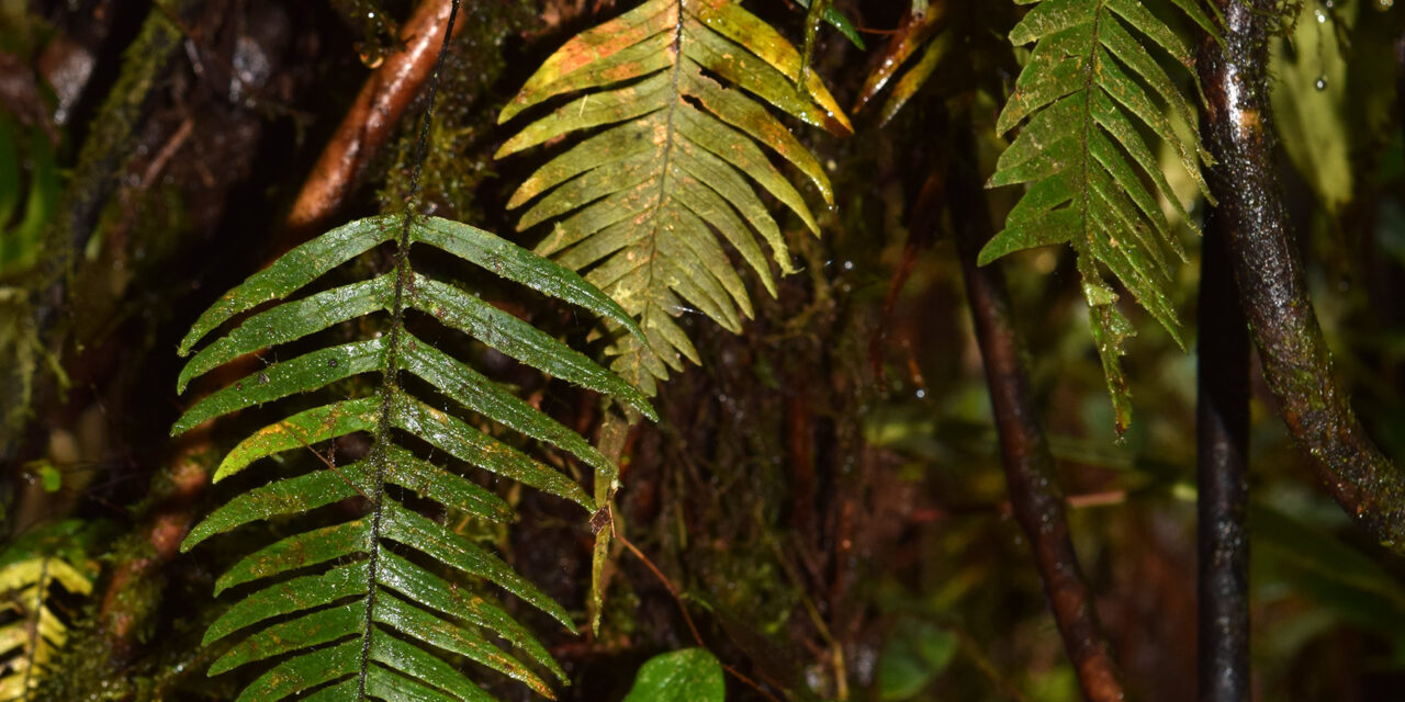 Ceradenia kalbreyeri