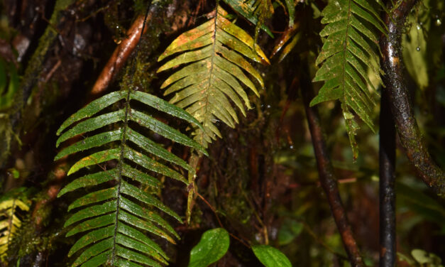 Ceradenia kalbreyeri