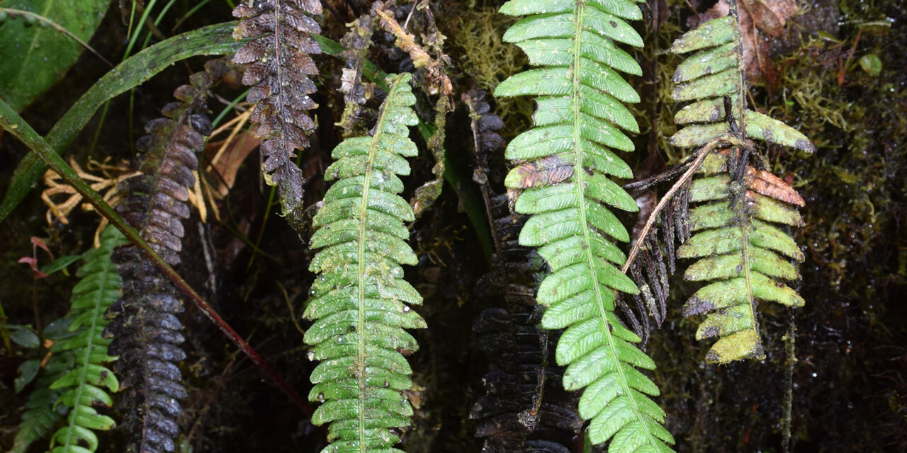 Austroblechnum aequitoriense