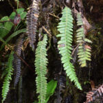 Austroblechnum aequitoriense