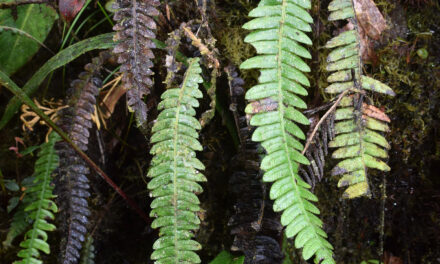 Austroblechnum aequitoriense