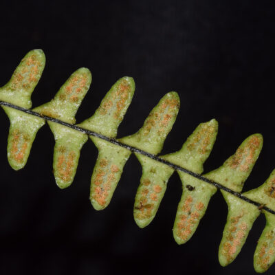 DSC_0118 (Lellingeria suspensa)