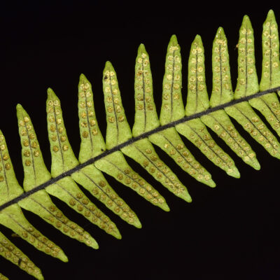 DSC_0124 (1) (Lellingeria major)