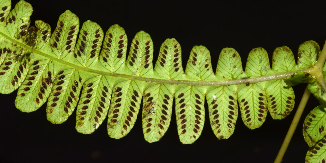 Amauropelta cf. inaequans