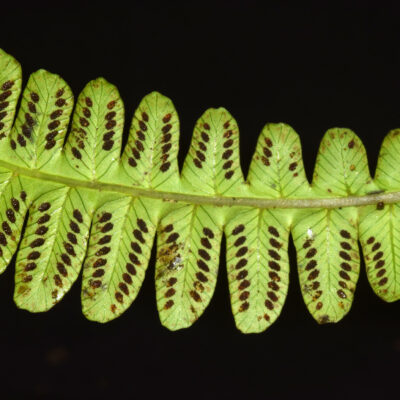 DSC_0153 (Amauropelta cf. inaequans)