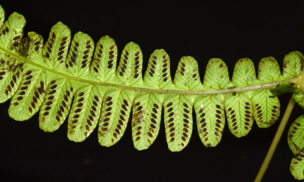 Amauropelta cf. inaequans