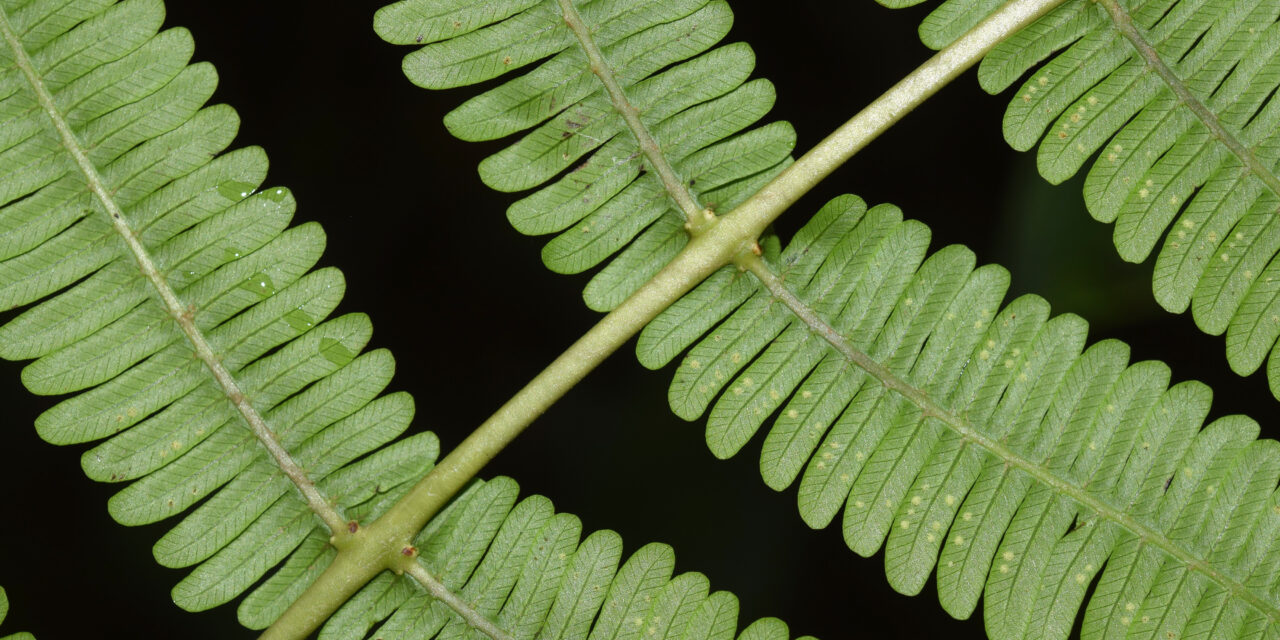 Amauropelta sp. aff, appressa