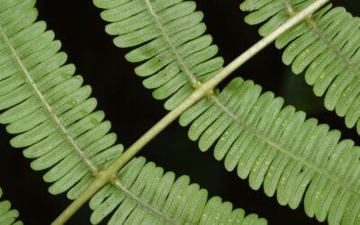 Amauropelta sp. aff, appressa