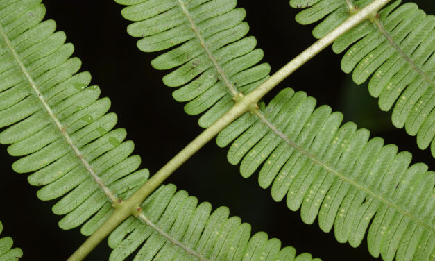 Amauropelta sp. aff, appressa