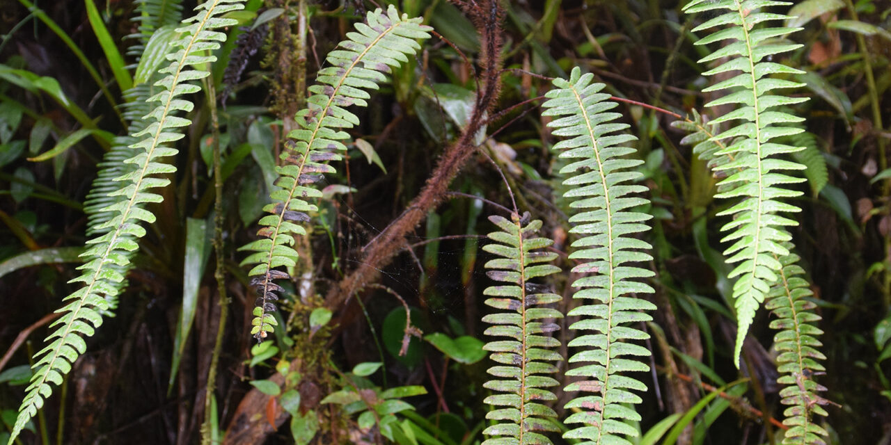 Amauropelta cornuta