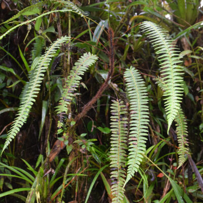 DSC_0305 (Amauropelta cornuta)