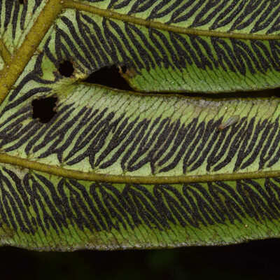 DSC_0317 (Diplazium macrodictyon)