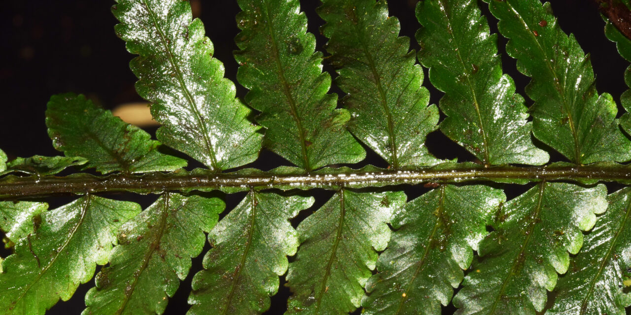 Asplenium rosenstockianum