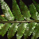 Asplenium rosenstockianum