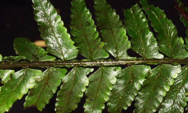 Asplenium rosenstockianum