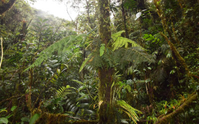 Polybotrya lechleriana